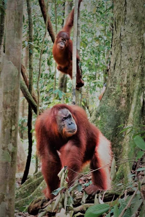 Bukit Lawang Hotell Exteriör bild