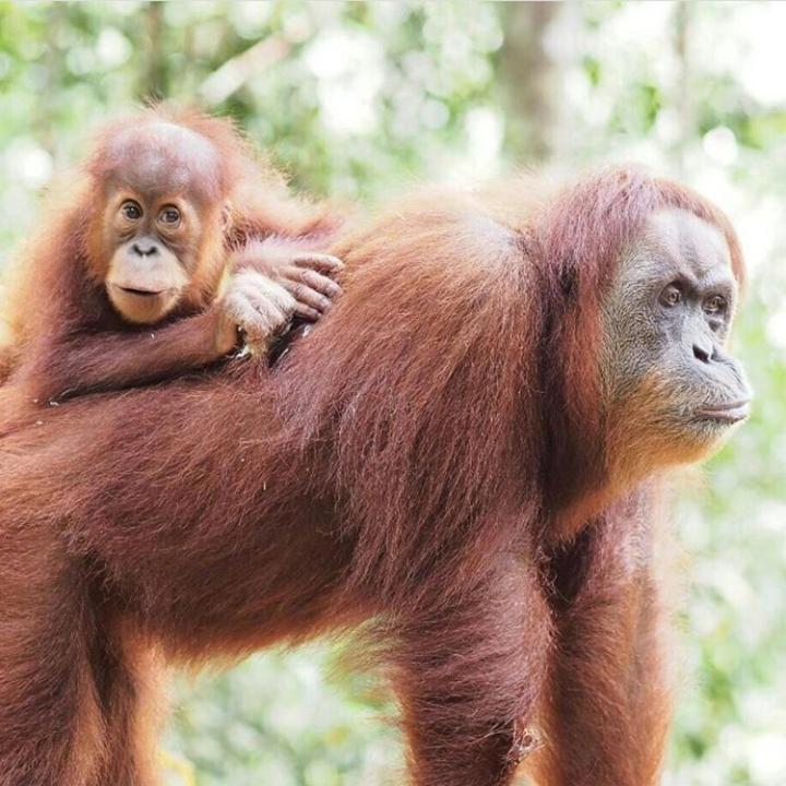 Bukit Lawang Hotell Exteriör bild